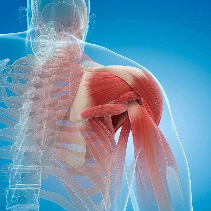 3D medical illustration of the shoulder showing skeletal and muscle anatomy, highlighting areas involved in muscle repair and injury prevention.